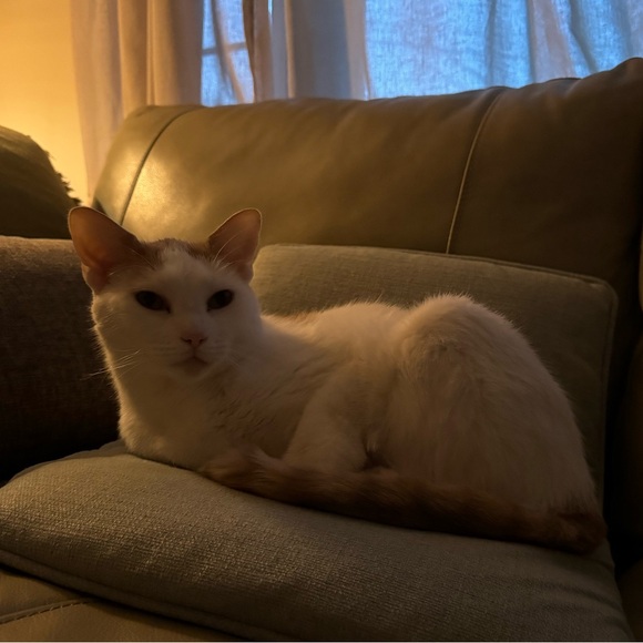 Meet your Posher, Nicolette - Picture 1 of 1